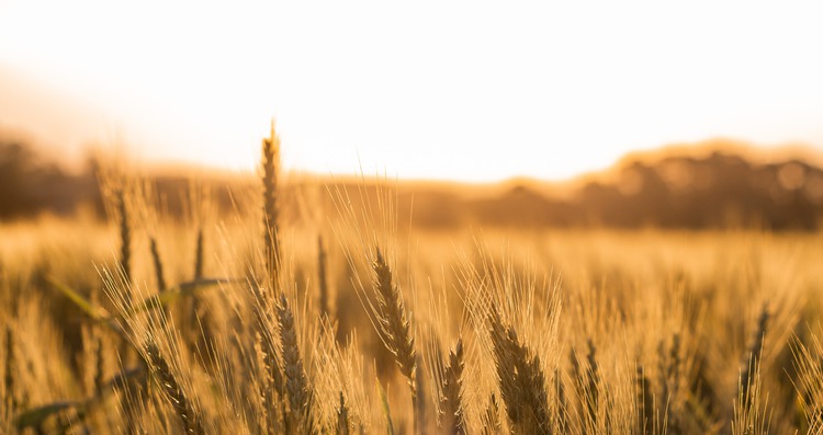Ett fält av korn fotograferat i solnedgång