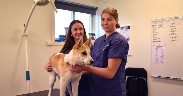 Två elever undersöker en hund i skolans veterinärklinik