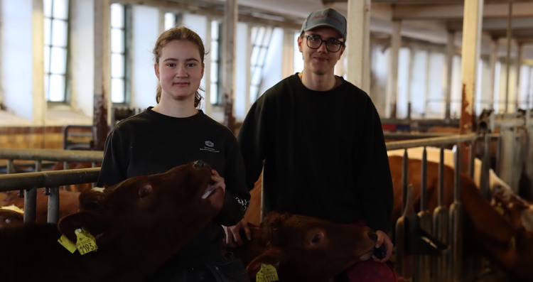 Elever bland kalvar. 