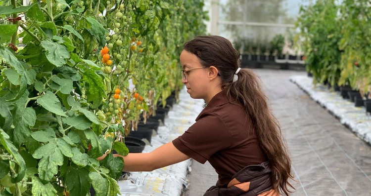 Elev skördar tomater i skolans ekologiska växthus
