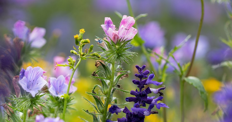 Närbild på sommarblomster i rosa, lila och blått