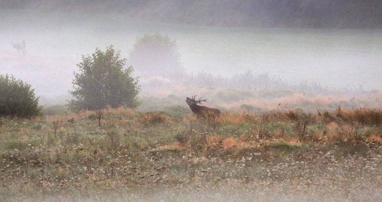Brunstigt kronvilt fotograferat em tidig morgon ute på ett fält. Dimma och höstfärger.