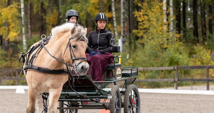 Hästelever kör vagn efter en travande fjording.