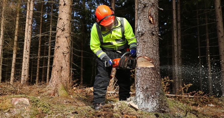 en kille sågar ned ett träd med motorsåg. 